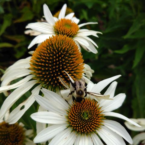 Bumblebee on white echinacea flowers.