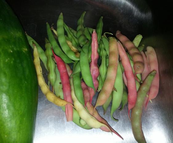 Photo of pink and green beans, still in the pods.