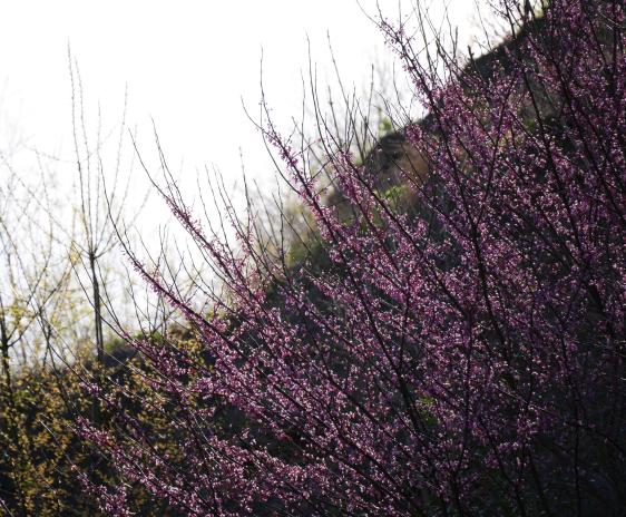 Eastern Redbud blossoms