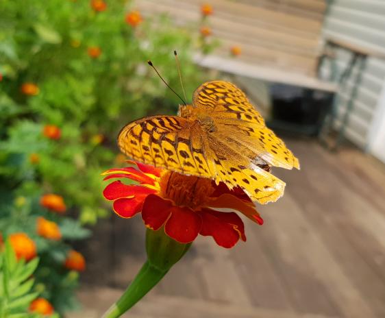 Fritillary butterfly on a marigold.