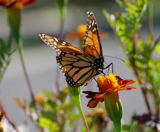 Monarch butterfly on a marigold.