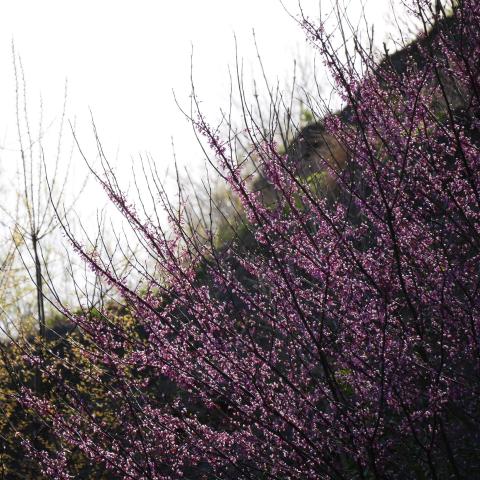 Eastern Redbud blossoms