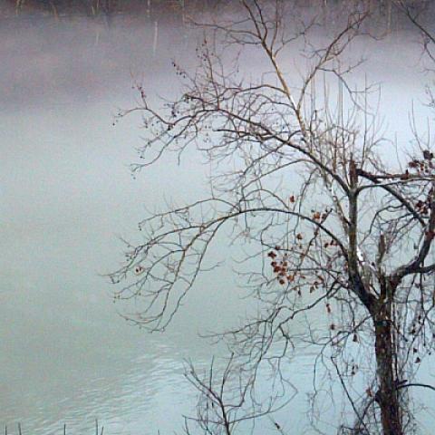 Photo of a tree on a foggy river bank.
