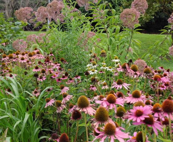 Purple and White Echinacea, gorwing in front of Joe-pye weed.