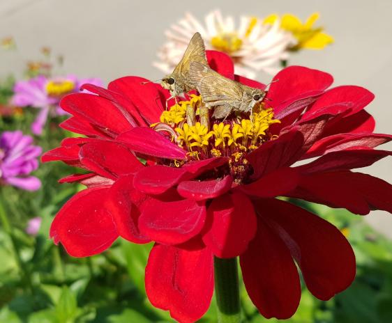 Two small skipper butterflies on a red zinnia.