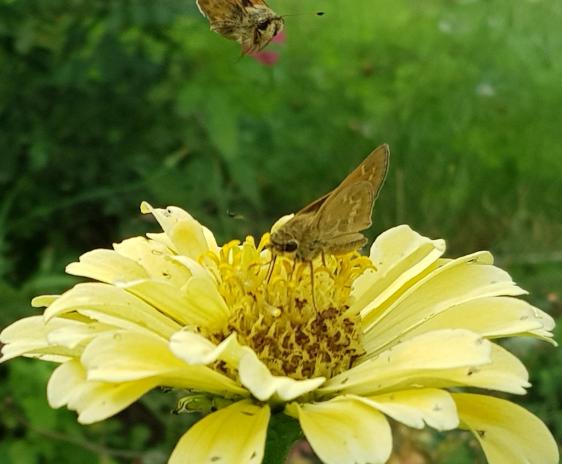 Skipper butterflies visiting a yellow zinnia.